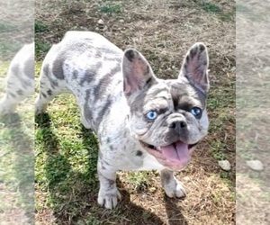 Mother of the French Bulldog puppies born on 06/05/2026