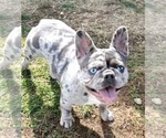 Small Photo #1 French Bulldog Puppy For Sale in BOSTON, KY, USA