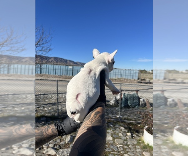 Medium Photo #3 French Bulldog Puppy For Sale in PHELAN, CA, USA