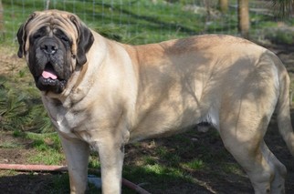 Father of the Mastiff puppies born on 08/04/2018