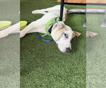Small #2 Labrador Retriever Mix