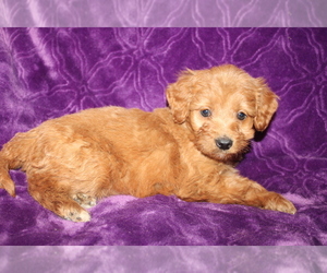 Goldendoodle (Miniature) Puppy for sale in BLMGTN, IN, USA