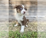 Small Miniature Australian Shepherd