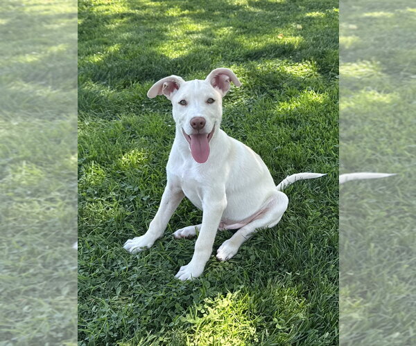 Medium Photo #9 Labsky Puppy For Sale in Springdale, PA, USA