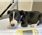 Small Bull Terrier Mix
