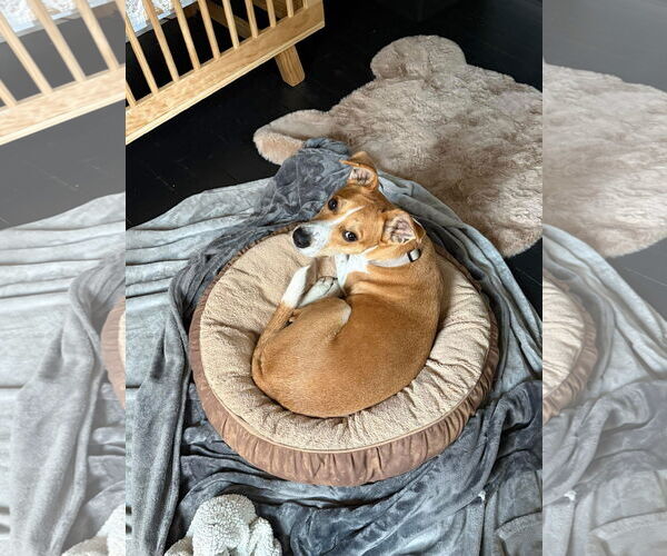 Medium Photo #2 Mutt Puppy For Sale in Germantown, OH, USA