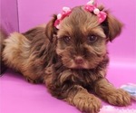 Puppy Puppy 1 YorkiePoo