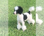 Small Photo #1 Aussie-Poo-F2 Aussiedoodle Mix Puppy For Sale in MBORO, TN, USA