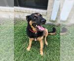 Small Shepweiller