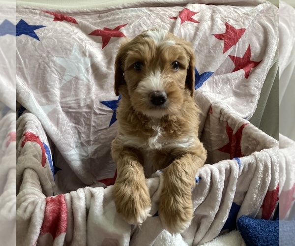 Medium Photo #4 Australian Labradoodle-Bernedoodle Mix Puppy For Sale in ATWATER, CA, USA
