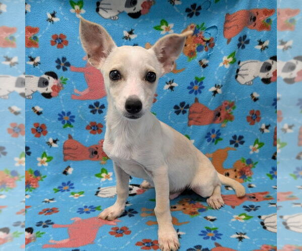 Medium Photo #2 Chihuahua-Unknown Mix Puppy For Sale in Chico, CA, USA