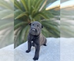 Small Photo #9 Dutch Shepherd Dog Puppy For Sale in LOS ANGELES, CA, USA