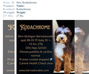 Father of the Bernedoodle puppies born on 05/24/2025