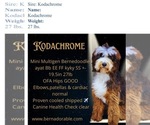 Small Photo #1 Bernedoodle Puppy For Sale in MINATARE, NE, USA