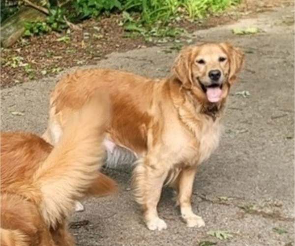 Medium Photo #1 Golden Retriever Puppy For Sale in ROCKFORD, MI, USA