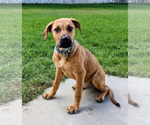 Artie Marie - Female Mutt Dog for Adoption - Photo #6