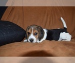 Small Photo #3 Beagle Puppy For Sale in LUBBOCK, TX, USA