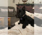 Small #1 Mutt