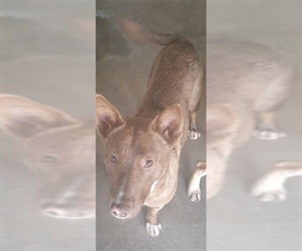 Medium Photo #2 Siberian Husky-Unknown Mix Puppy For Sale in San Bernardino, CA, USA