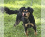 Small Photo #3 - Mix Puppy For Sale in Yardley, PA, USA