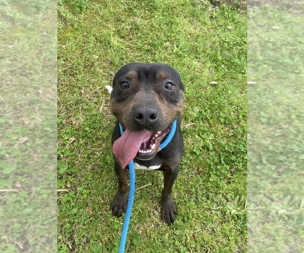 Medium Photo #3 American Staffordshire Terrier-Unknown Mix Puppy For Sale in Brewster, NY, USA