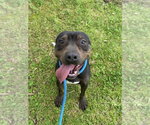 Small #2 American Staffordshire Terrier Mix