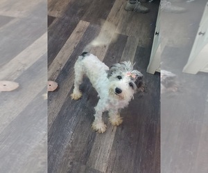 Labradoodle-Poodle (Standard) Mix Puppy for sale in GOSHEN, IN, USA