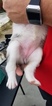 Small Photo #3 Australian Shepherd Puppy For Sale in RIVERBANK, CA, USA