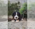 Puppy Rocky Greater Swiss Mountain Dog