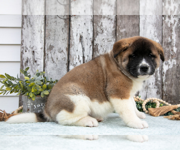 Medium Photo #3 Akita Puppy For Sale in MILLERSBURG, OH, USA