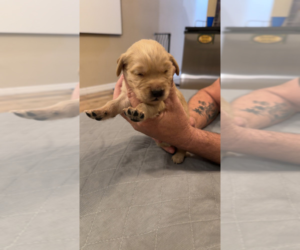 Medium Photo #11 Golden Retriever Puppy For Sale in PEORIA, AZ, USA