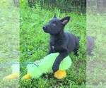 Small #3 German Shepherd Dog
