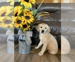 Small Photo #21 Golden Retriever Puppy For Sale in DEARBORN, MO, USA