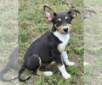 Small #1 Rat Terrier Mix