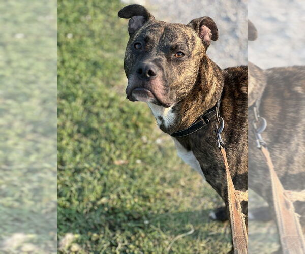 Medium Photo #3 Bullboxer Pit Puppy For Sale in Evansville, IN, USA
