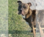 Small #2 Bullboxer Pit