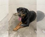 Small Rottweiler
