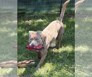 Cooper - Male Labrador Retriever Dog for Adoption - Photo #3