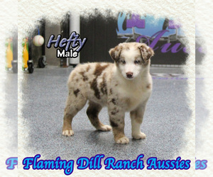 Miniature Australian Shepherd Puppy for sale in FORESTBURG, TX, USA