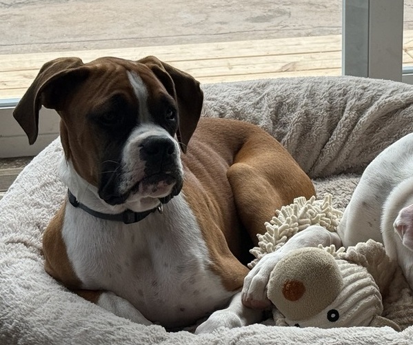 Medium Photo #34 Boxer Puppy For Sale in STRUM, WI, USA