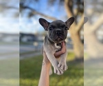 Small Photo #2 French Bulldog Puppy For Sale in TAMPA, FL, USA