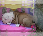 Small Photo #3 Olde English Bulldogge Puppy For Sale in LEXINGTON, OK, USA