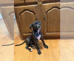 Mutt Dogs for adoption in Plainfield, IL, USA