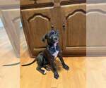 Marcie - Female Mutt Dog for Adoption - Small photo