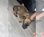 Small Photo #7 Belgian Malinois Puppy For Sale in SQUAW VALLEY, CA, USA