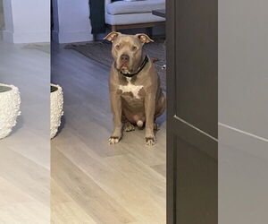 PUDGE - Male American Pit Bull Terrier-Unknown Mix Dog for Adoption - Photo #4