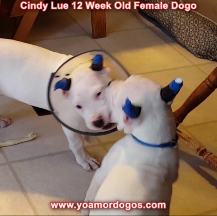 Medium Photo #148 Dogo Argentino Puppy For Sale in PINEVILLE, MO, USA