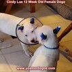 Small Photo #148 Dogo Argentino Puppy For Sale in PINEVILLE, MO, USA
