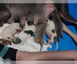 Small Great Dane