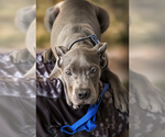 Small #16 Cane Corso